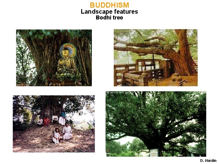 BUDDHISM Landscape features Bodhi tree D. Hardin 