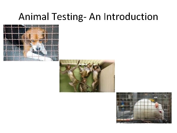 Animal Testing- An Introduction 