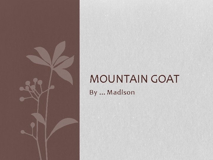 MOUNTAIN GOAT By …Madison 