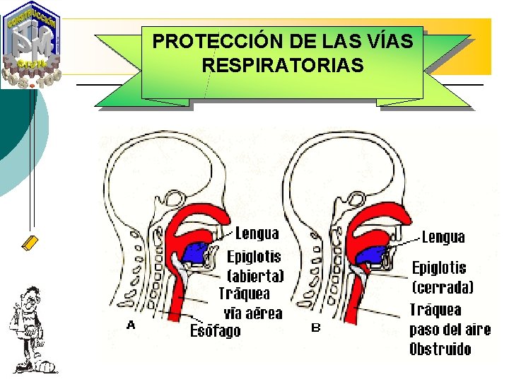 PROTECCIÓN DE LAS VÍAS RESPIRATORIAS 