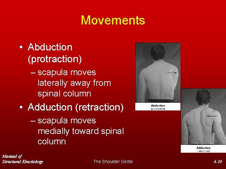 Movements • Abduction (protraction) – scapula moves laterally away from spinal column • Adduction