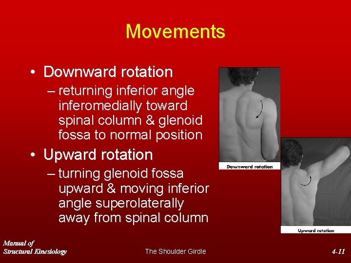 Movements • Downward rotation – returning inferior angle inferomedially toward spinal column & glenoid