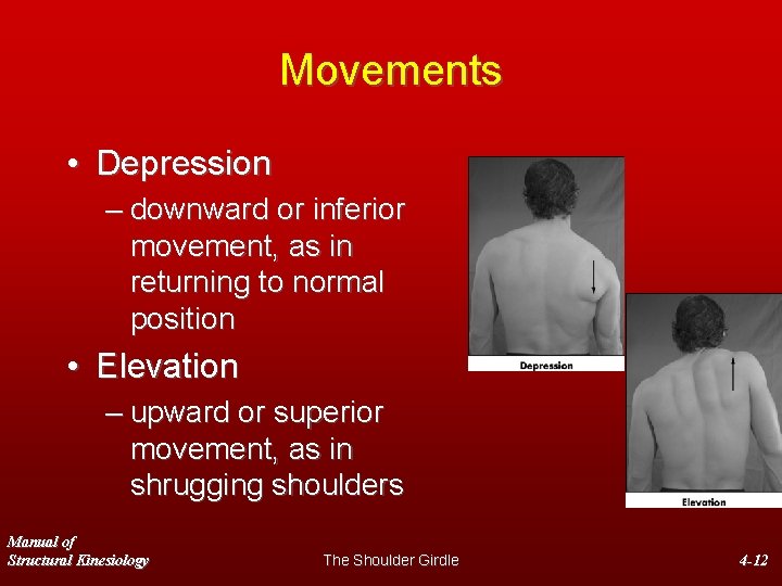 Movements • Depression – downward or inferior movement, as in returning to normal position