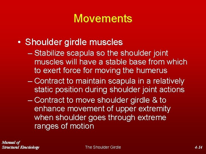 Movements • Shoulder girdle muscles – Stabilize scapula so the shoulder joint muscles will