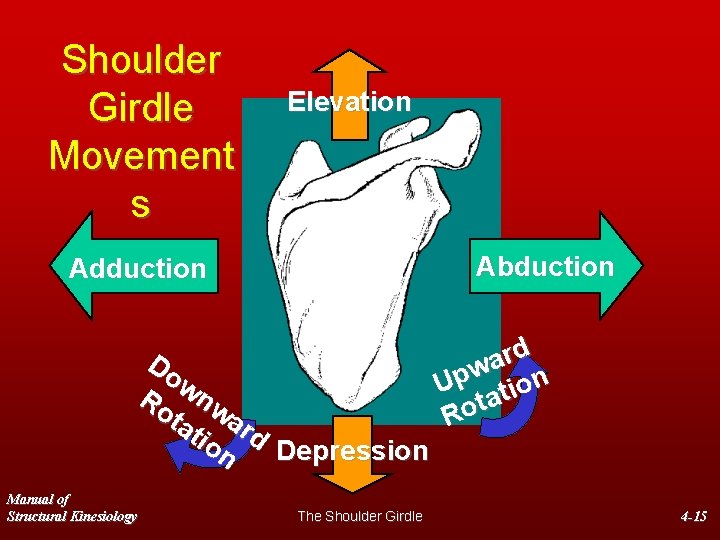Shoulder Girdle Movement s Elevation A b d u c ti o n Adduction