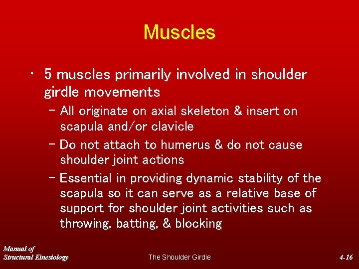 Muscles • 5 muscles primarily involved in shoulder girdle movements – All originate on