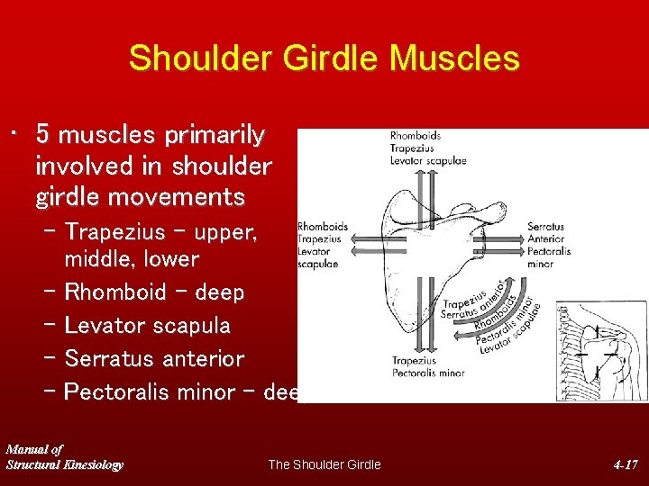Shoulder Girdle Muscles • 5 muscles primarily involved in shoulder girdle movements – Trapezius