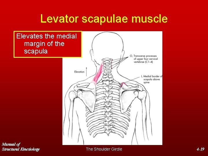 Levator scapulae muscle Elevates the medial margin of the scapula Manual of Structural Kinesiology