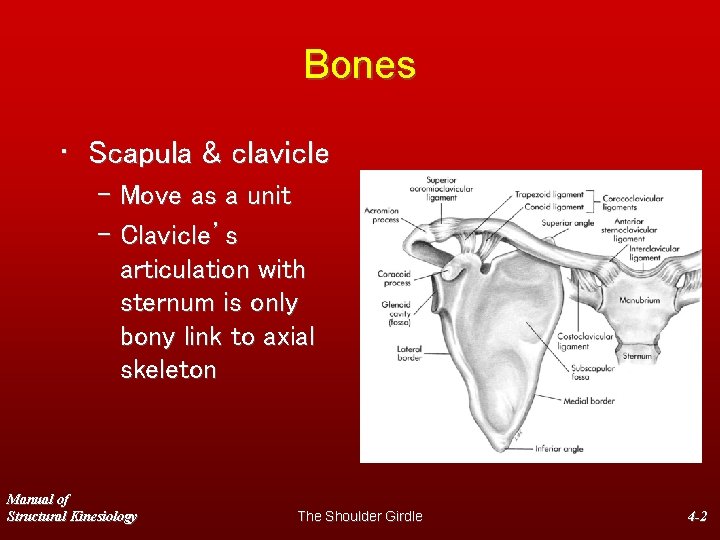 Bones • Scapula & clavicle – Move as a unit – Clavicle’s articulation with