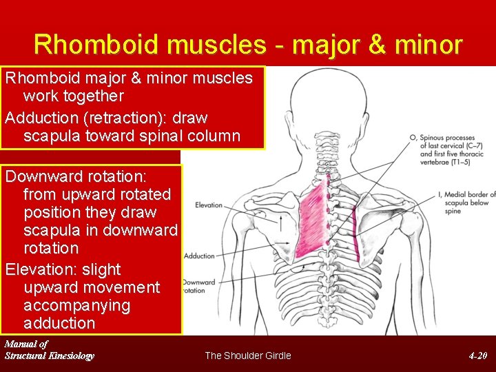 Rhomboid muscles - major & minor Rhomboid major & minor muscles work together Adduction
