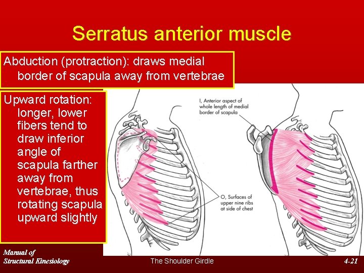 Serratus anterior muscle Abduction (protraction): draws medial border of scapula away from vertebrae Upward