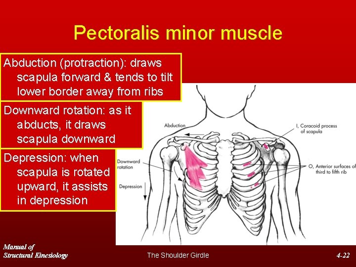Pectoralis minor muscle Abduction (protraction): draws scapula forward & tends to tilt lower border