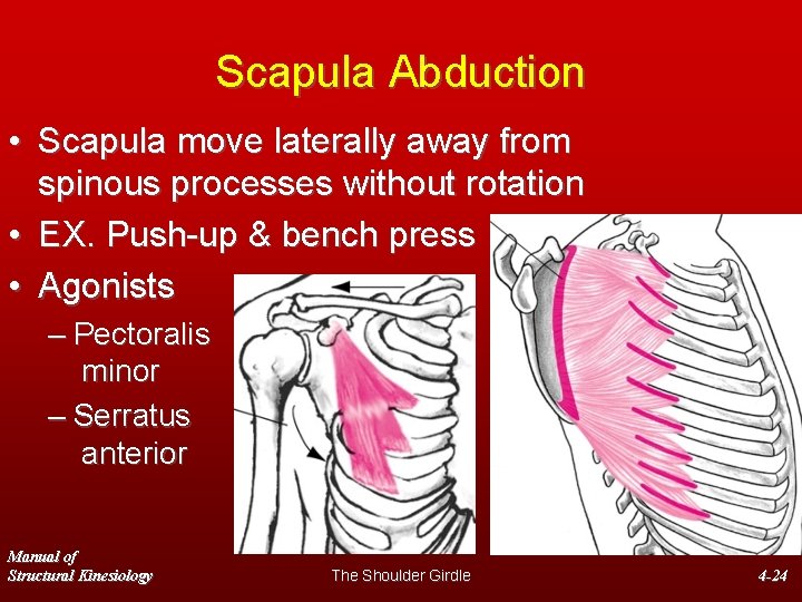 Scapula Abduction • Scapula move laterally away from spinous processes without rotation • EX.