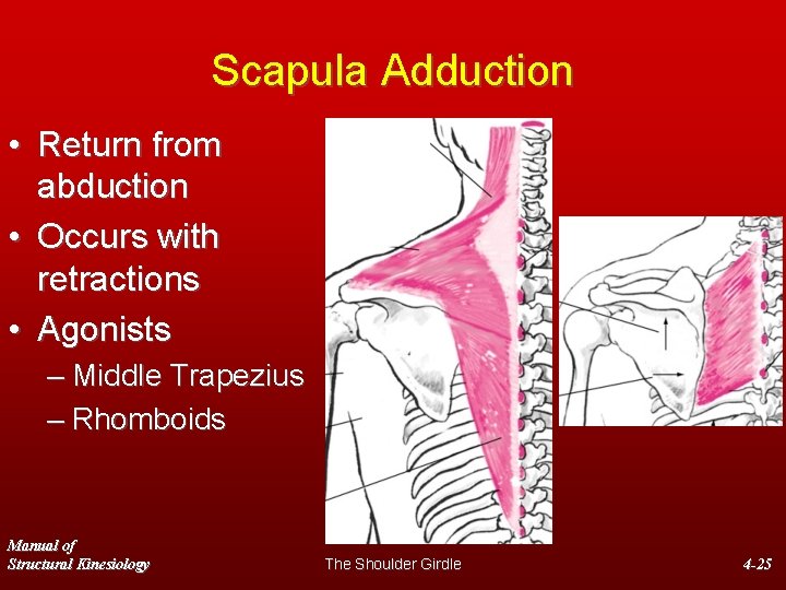 Scapula Adduction • Return from abduction • Occurs with retractions • Agonists – Middle