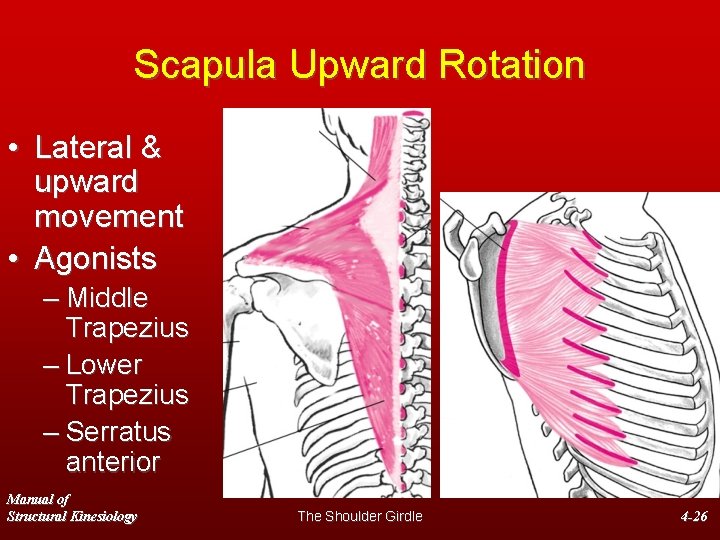 Scapula Upward Rotation • Lateral & upward movement • Agonists – Middle Trapezius –