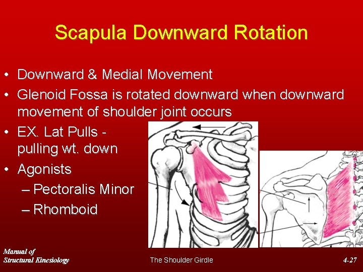 Scapula Downward Rotation • Downward & Medial Movement • Glenoid Fossa is rotated downward