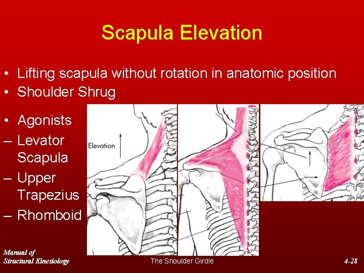 Scapula Elevation • Lifting scapula without rotation in anatomic position • Shoulder Shrug •