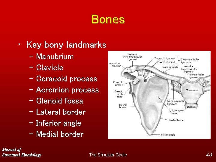 Bones • Key bony landmarks – Manubrium – Clavicle – Coracoid process – Acromion