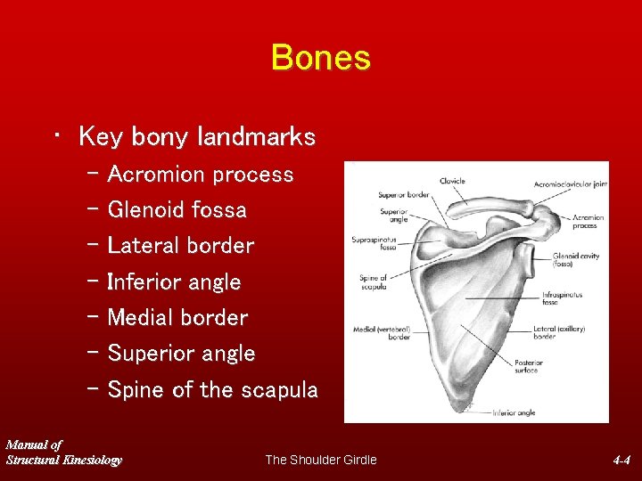 Bones • Key bony landmarks – Acromion process – Glenoid fossa – Lateral border