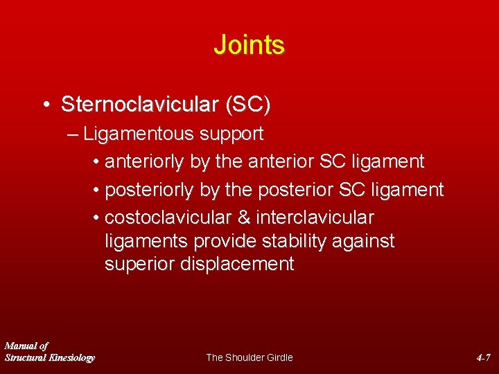 Joints • Sternoclavicular (SC) – Ligamentous support • anteriorly by the anterior SC ligament