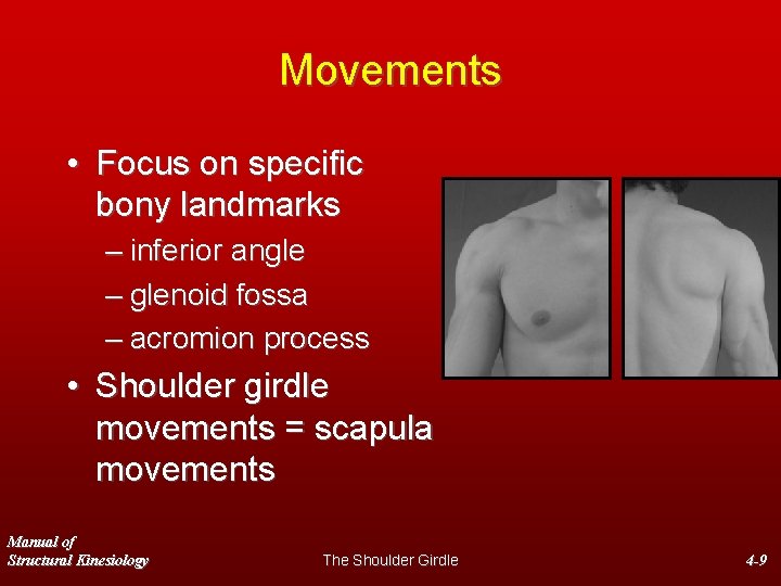 Movements • Focus on specific bony landmarks – inferior angle – glenoid fossa –