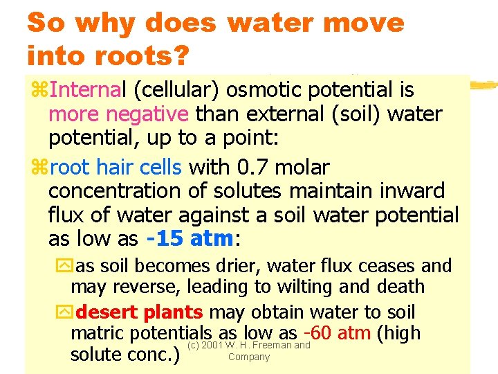 So why does water move into roots? z. Internal (cellular) osmotic potential is more