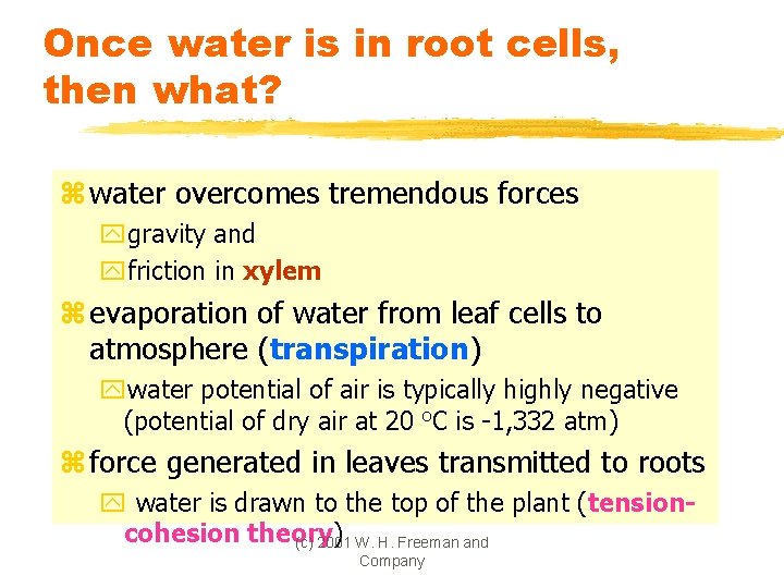Once water is in root cells, then what? z water overcomes tremendous forces ygravity