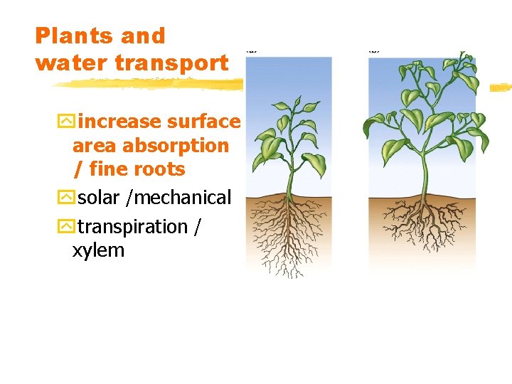 Plants and water transport yincrease surface area absorption / fine roots ysolar /mechanical ytranspiration