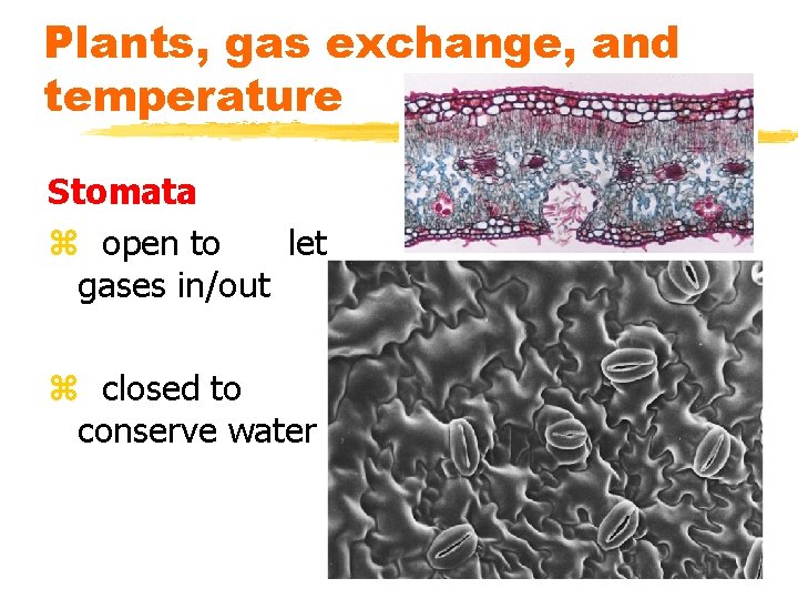 Plants, gas exchange, and temperature Stomata z open to let gases in/out z closed