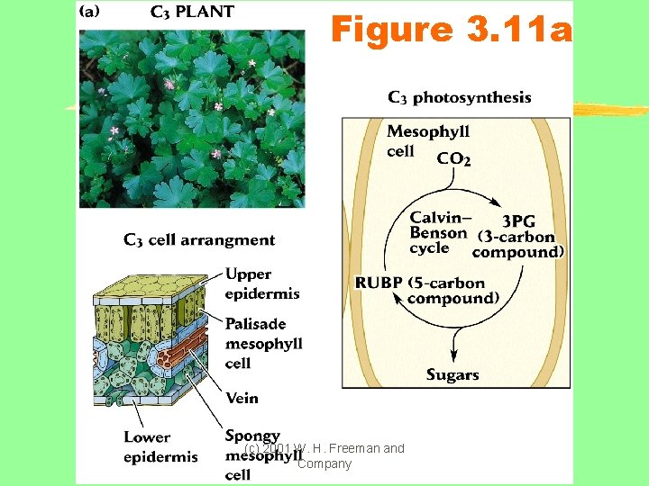 Figure 3. 11 a (c) 2001 W. H. Freeman and Company 