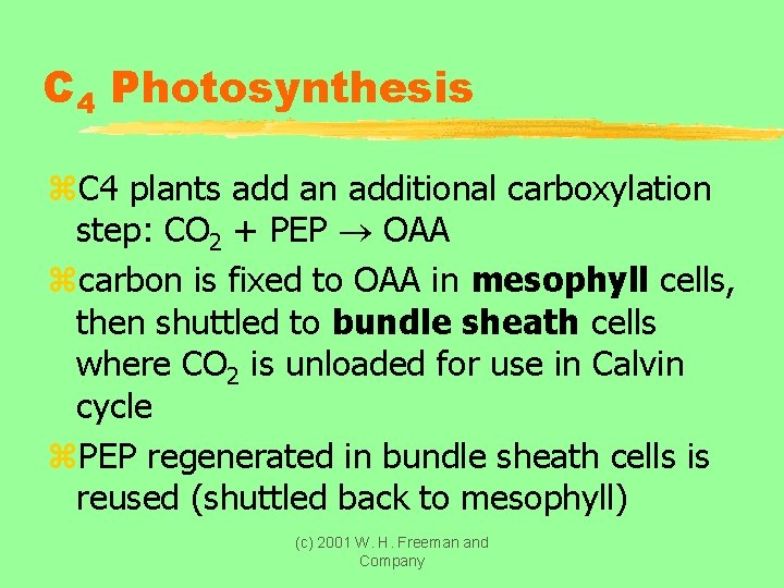 C 4 Photosynthesis z. C 4 plants add an additional carboxylation step: CO 2