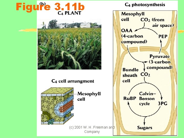 Figure 3. 11 b (c) 2001 W. H. Freeman and Company 