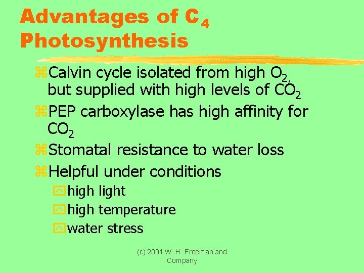 Advantages of C 4 Photosynthesis z. Calvin cycle isolated from high O 2, but