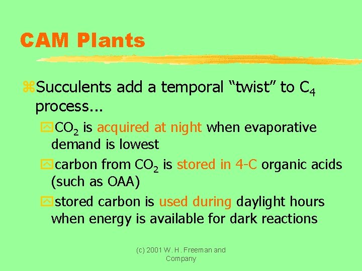 CAM Plants z. Succulents add a temporal “twist” to C 4 process. . .