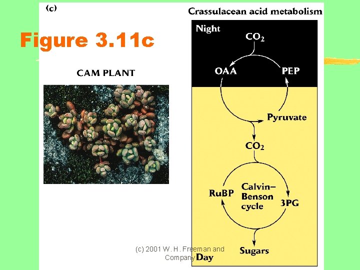 Figure 3. 11 c (c) 2001 W. H. Freeman and Company 