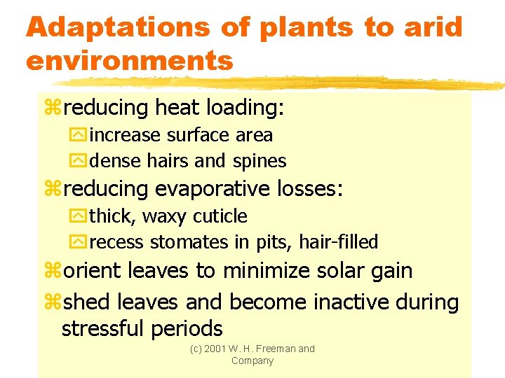 Adaptations of plants to arid environments zreducing heat loading: yincrease surface area ydense hairs