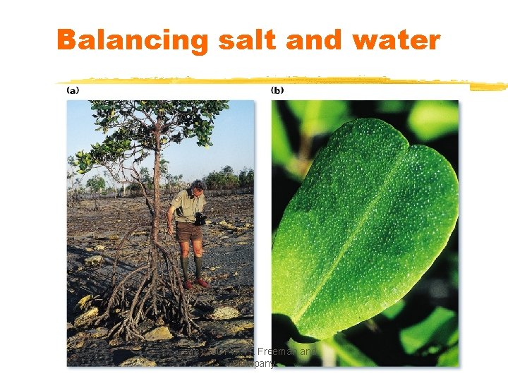 Balancing salt and water (c) 2001 W. H. Freeman and Company 