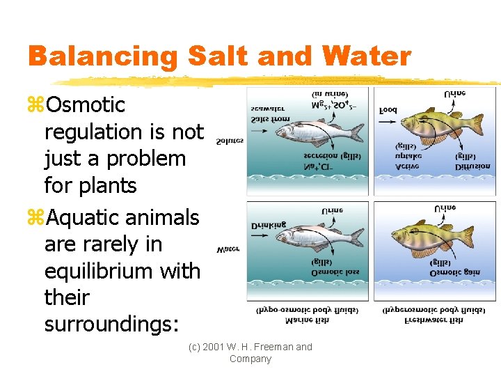 Balancing Salt and Water z. Osmotic regulation is not just a problem for plants