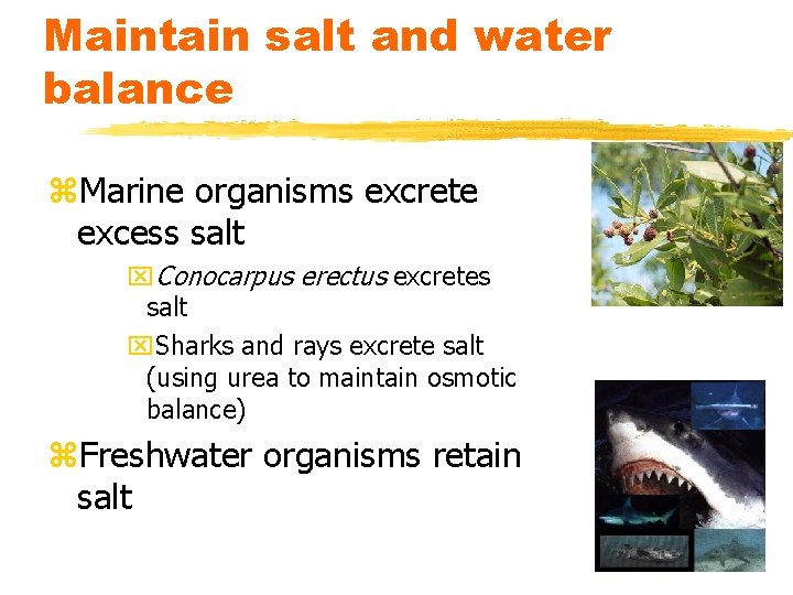 Maintain salt and water balance z. Marine organisms excrete excess salt x. Conocarpus erectus