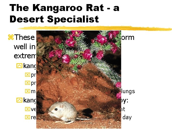 The Kangaroo Rat - a Desert Specialist z. These small desert rodents perform well