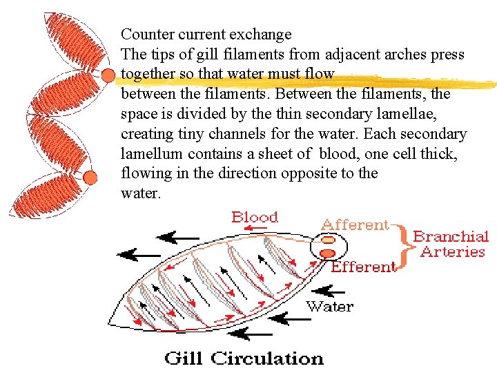 Counter current exchange The tips of gill filaments from adjacent arches press together so