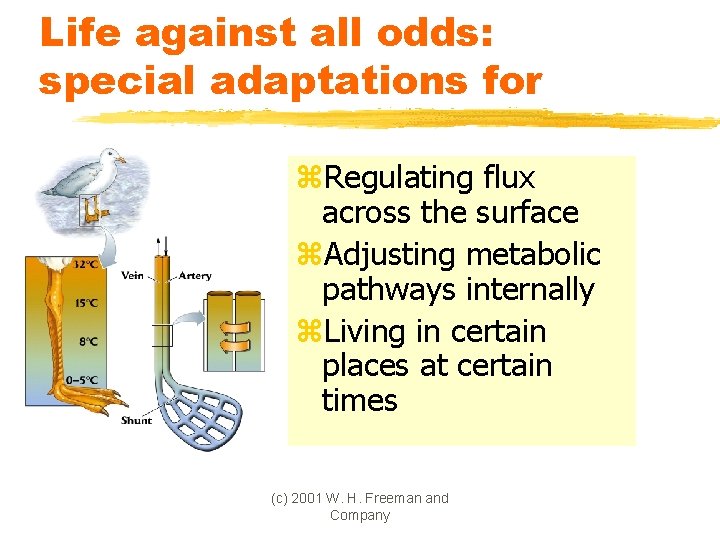 Life against all odds: special adaptations for z. Regulating flux across the surface z.