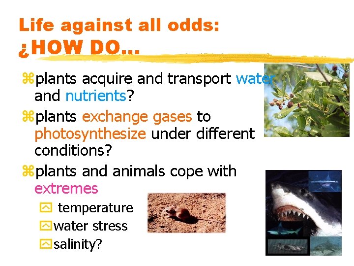 Life against all odds: ¿HOW DO. . . zplants acquire and transport water and