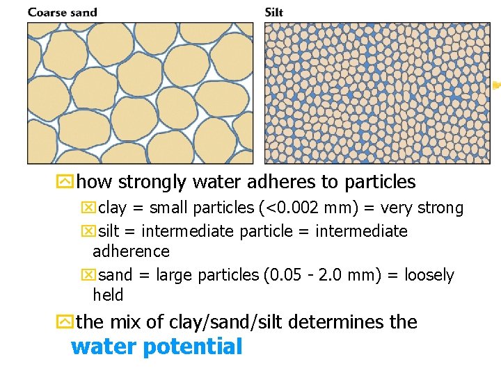 Water-soil interaction zwater potential yhow strongly water adheres to particles xclay = small particles