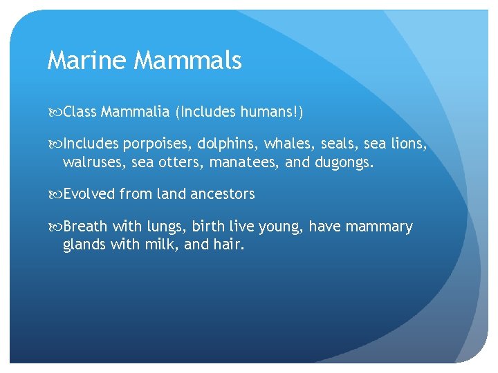 Marine Mammals Class Mammalia (Includes humans!) Includes porpoises, dolphins, whales, seals, sea lions, walruses,