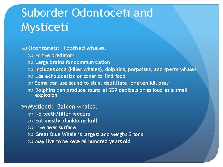 Suborder Odontoceti and Mysticeti Odontoceti: Toothed whales. Active predators Large brains for communication Includes