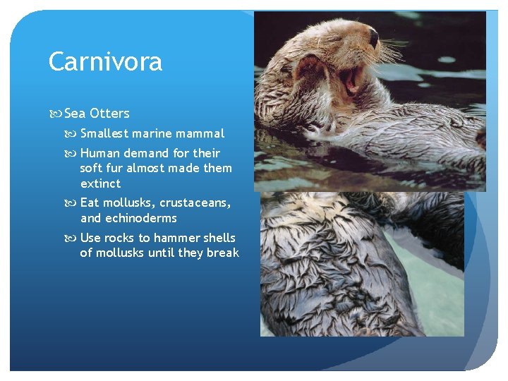 Carnivora Sea Otters Smallest marine mammal Human demand for their soft fur almost made