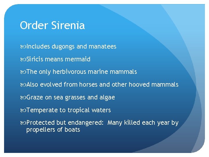 Order Sirenia Includes dugongs and manatees Siricis means mermaid The only herbivorous marine mammals