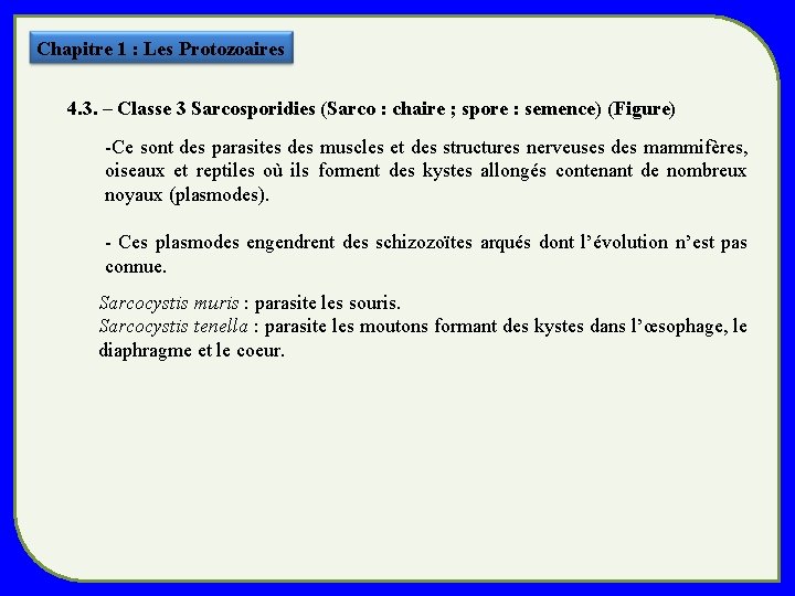 Chapitre 1 : Les Protozoaires 4. 3. – Classe 3 Sarcosporidies (Sarco : chaire Chapitre 1 : Les Protozoaires 4. 3. – Classe 3 Sarcosporidies (Sarco : chaire