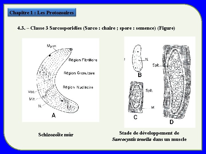 Chapitre 1 : Les Protozoaires 4. 3. – Classe 3 Sarcosporidies (Sarco : chaire Chapitre 1 : Les Protozoaires 4. 3. – Classe 3 Sarcosporidies (Sarco : chaire